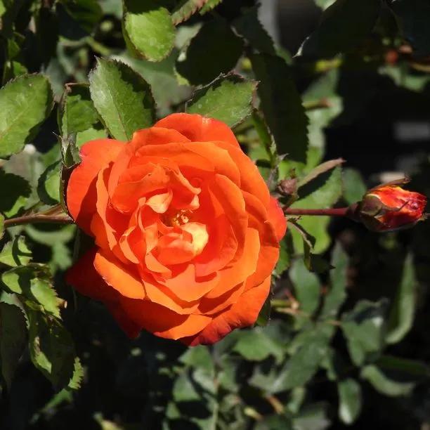 Super Trouper Floribunda Rose (Rosa Super Trouper) 1